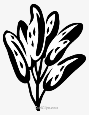 Sage Royalty Free Vector Clip Art Illustration - Clip Art