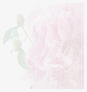 Funeral Flower Background
