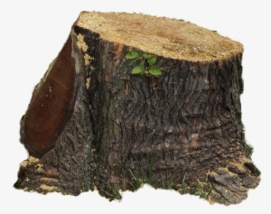 Tree - Tree Stump