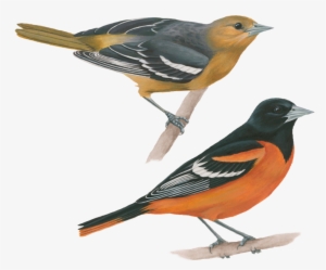 Baltimore Oriole - Old World Orioles