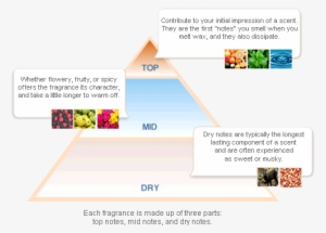 Fragrance Pyramid Structure - Scentsy Wax Ingredients
