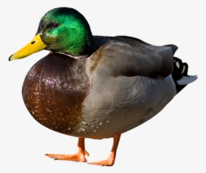 Duck Amazing Background High - Duck Png