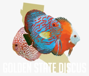 Golden State Discus - Discuss Fish Transparent Png
