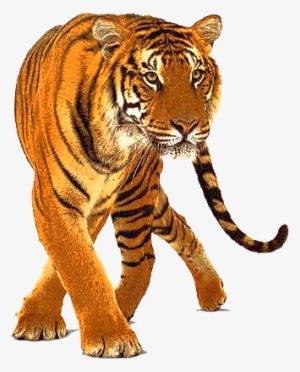 Freeuse Idol Competition Male Singing Logo - Png Animal