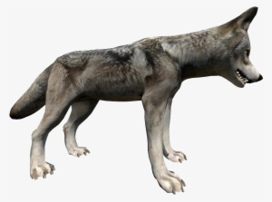 Wolf Side - Wolf