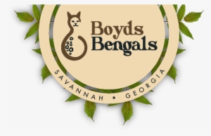 Boydsbengals Is A Small In-home Cattery In Savannah - Georgia