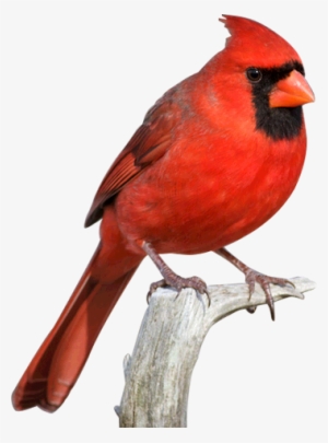 Cardinal Bird Png Svg Free Download - Red Cardinal Transparent Png