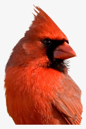 Cardinal Bird Png - Red Cardinal Birds Face