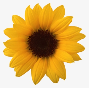 Sunflower Png