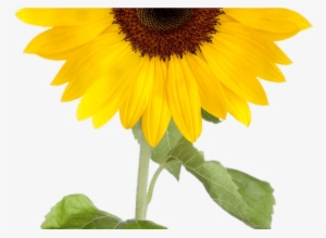 Sunflower Clipart Png Clipartxtras - 4 Sunflower Clipart