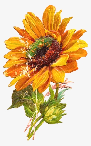 Http - //4 - Bp - Blogspot - Ucv4/s1600/sun Flower - Sunflower Clipart