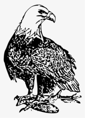 Bald Eagle Clipart - Bird Eagle Clip Black & White