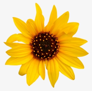 Sunflower Clip Art - Transparent Background Sunflower Clipart