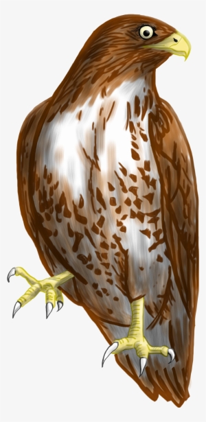 Hawk Clipart Transparent Background - Transparent Background Hawk Clipart