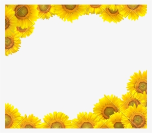 Sunflower Clipart Boarder - Sunflower Design Border Clipart