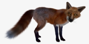 Fox Clipart Dhole - Fox
