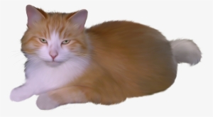 Cat Png Clipart - Yatan Kedi