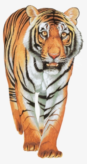 Tiger Clipart Png - Tiger Walking Images Png