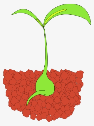 This Picture Shows A Baby Plant, Or Seedling, With - Seedlings Clipart