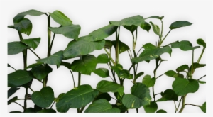 Plant Clipart Aesthetic Banner Library - Aesthetic Tumblr Plant Png