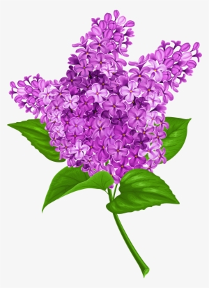 Lilac Png Transparent Clip Art Image Gallery - Lilac Clipart Png