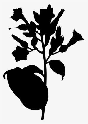 Tobacco Plant Big Image Png - Tobacco Plant Silhouette