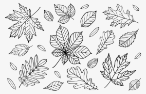 Clipart Autumn Leaves Outlines Png Fall Leaf Outline - Line Art