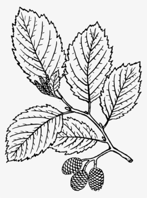Outline, Leaf, Tree, Branch, Plant, Vine, Leaves, Alder - Red Alder Tree Drawing