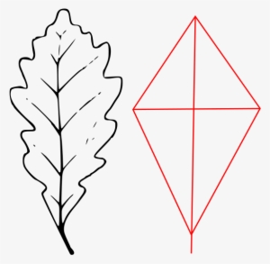 Leaf Quercus Petraea Outline - Diagram