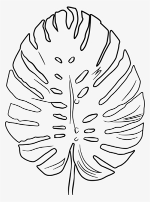 Plant Leaf Outline Design Wall Sticker - Hoja Costilla De Adan Dibujo