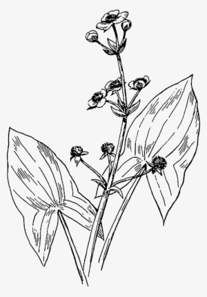 Outline, Leaf, Plant, Arrowhead, Botany - Broadleaf Arrowhead Drawing