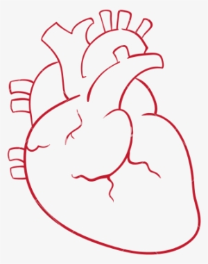 Human Heart Drawing Outline At Getdrawings - Part Of Heart In Hindi