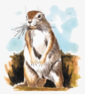 Chipmunk Mole Watercolor Painting Illustration - Drawing