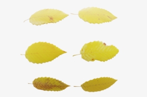 Leaf Set - Lemon