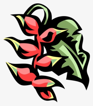 Graphic Library Stock Parrot S Plantain Image Illustration - Library