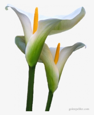 Calla Lily, Png, Burritos, Macro Photography, Flora, - Alcatraz Flor