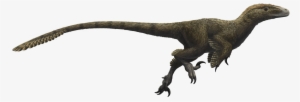 Utahraptor Ostrommaysorum - Utahraptor Png