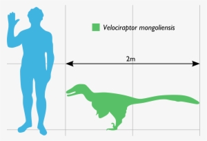 Open - Velociraptor Scale