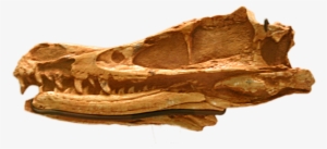 Gobi Desert Velociraptor Fossils
