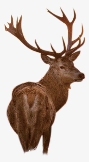 Deer Png Images Graphic Freeuse Library - Like A Deer That Panteth: A Christian Inspirational