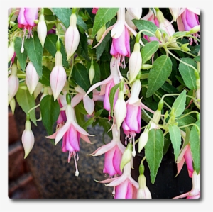 Fuchsia Fairy Lights - Garden