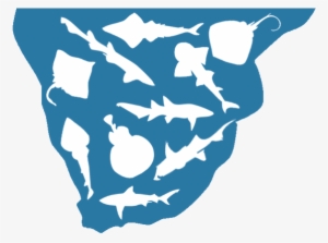 A Complete List Of Southern African Chondrichthyans - Southern Africa