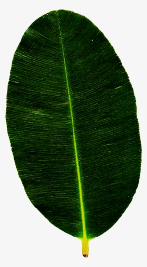 Tropical Green Leaves Png - Bay Laurel