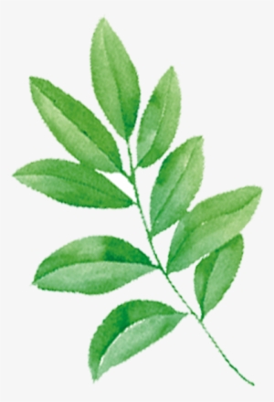 Tmall Cosmetics Shower Gel Jd - Hand Painted Leaf Png