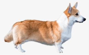 Corgi Dog - Pembroke Welsh Corgi Png