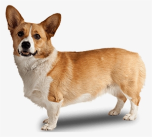 Dog With Transparent Background
