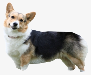 B&w Corgi Livetrace Color - Pembroke Welsh Corgi Greeting Cards