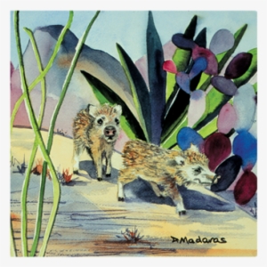 Looking For Mom - Tucson