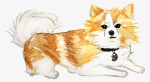 Pembroke Welsh Corgi