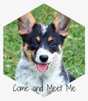 Australian Cattle Dog Corgi Mix Arya The Corgi Mix - Australian Cattle Dog American Eskimo Mix